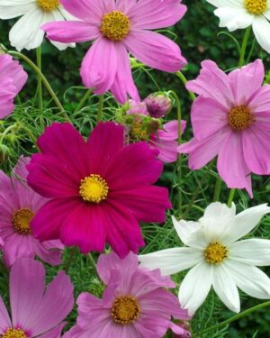 Cosmos Sensation Majestic Mix