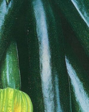 Organic Courgette Black Beauty