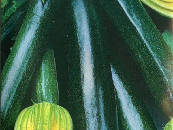 Organic Courgette Black Beauty