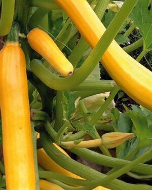 Courgette Climbing Shooting Star Yellow/Golden