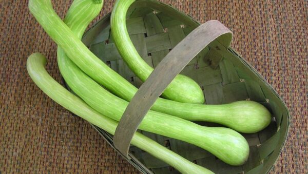 Courgette Trombetta D-Albenga