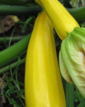 Courgette Zucchini – Yellow Golden Organic