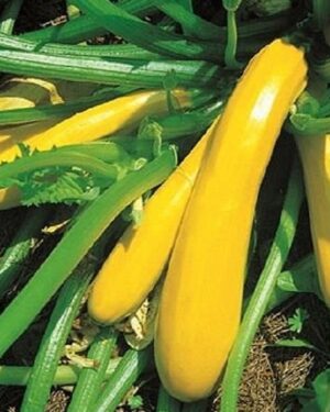 Courgette – Zucchini Yellow - Golden