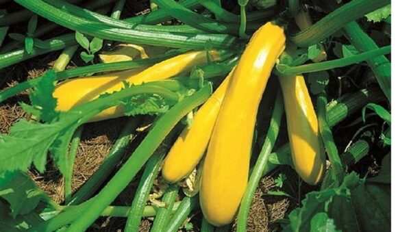 Courgette – Zucchini Yellow - Golden