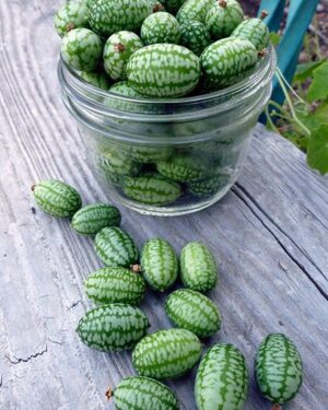 Cucamelon Flavorful Micro Fruit