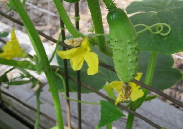 Cucumber Gherkin Piccolo Di Parigi