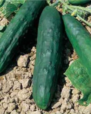 Cucumber- Marketmore 76