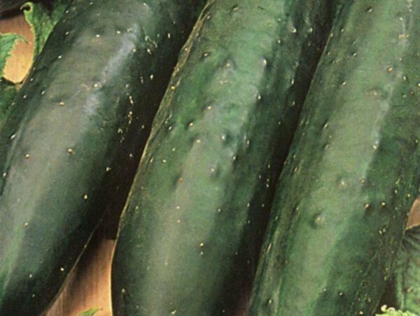 Cucumber Marketmore 76 Organic