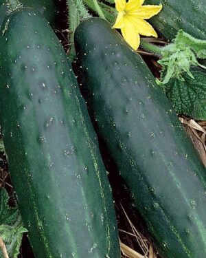 Cucumber Spacemaster 80 Plant