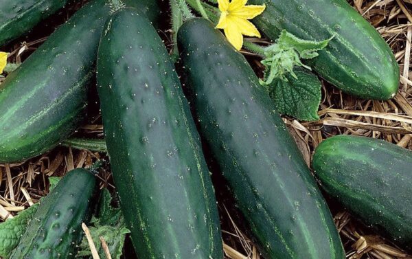 Cucumber Spacemaster 80 Plant