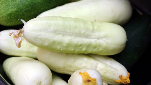 Cucumber White Wonder Bianco Lungo