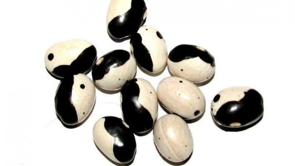 DWARF BEAN YIN YANG ( SHELLING BEAN )