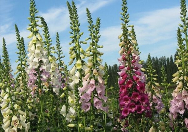 Digitalis Purpurea Foxglove Mixed Colours