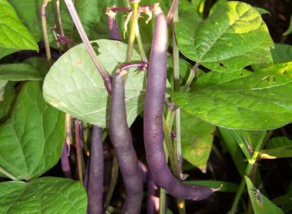 Dwarf French Bean Purple Queen