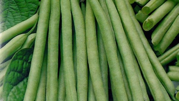 Dwarf French Bean Slenderette organic