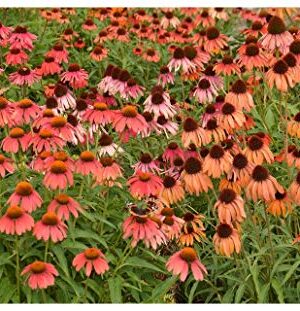 ECHINACEA CONEFLOWER RED in Shades