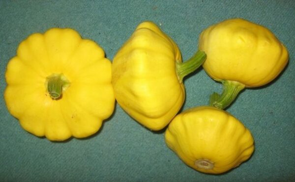 Organic Early Yellow Patty Pan Squash