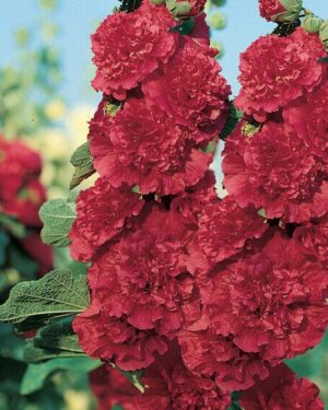FLOWER HOLLYHOCK CHATERS SCARLET RED
