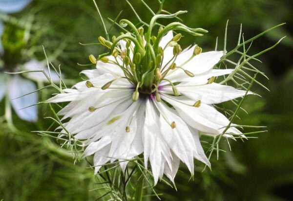 FLOWER NIGELLA LOVE IN A MIST – WHITE