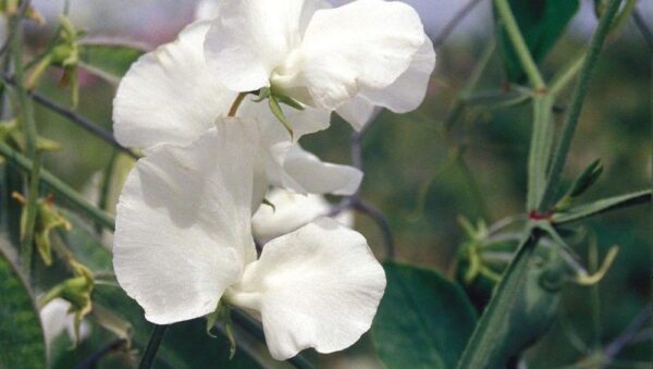 FLOWER SWEET PEA SWAN LAKE