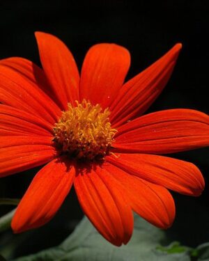 FLOWER TITHONIA TORCH – MEXICAN SUNFLOWER