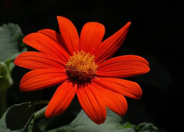 FLOWER TITHONIA TORCH – MEXICAN SUNFLOWER