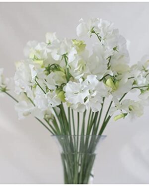 Flower Sweet Pea – PERFUME – White Supreme