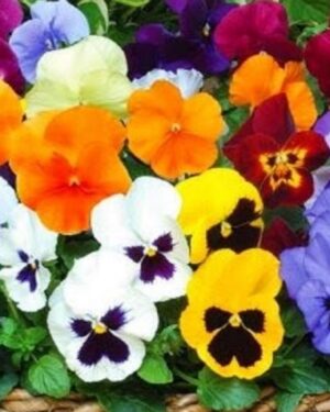 Resilient Frostblooms Pansy Mix