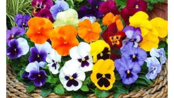 Resilient Frostblooms Pansy Mix