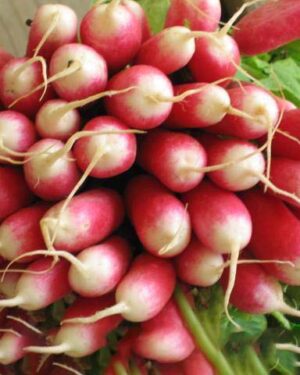 Radish French Breakfast 2 Organic