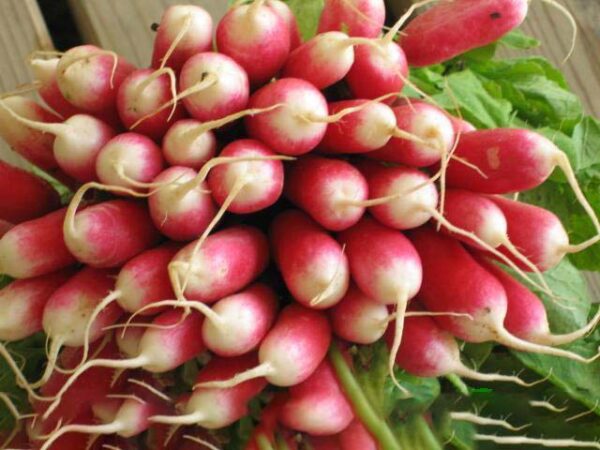 Radish French Breakfast