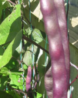 French Climbing Bean A Cosse Violette