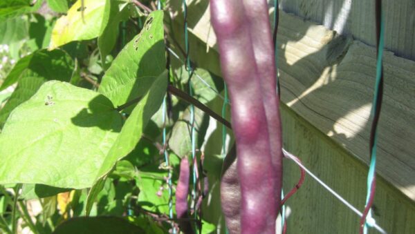 French Climbing Bean A Cosse Violette