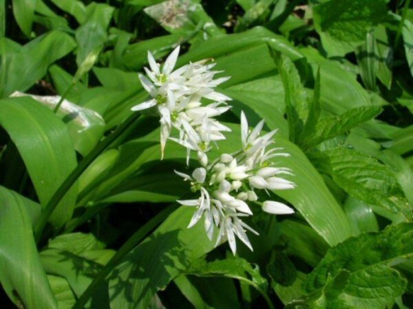 GARLIC WILD – RAMSONS New