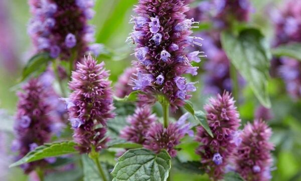 GIANT HYSSOP – AGASTACHE MEXICANA – LAVENDER BLUE