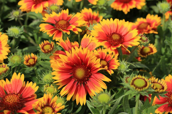 Gaillardia Aristata Grandiflora Mixed NEW