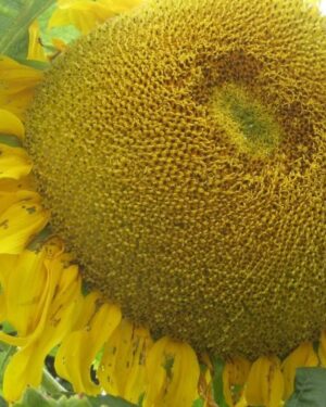 Giant Sunflower Titan Seeds