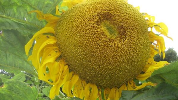 Giant Sunflower Titan Seeds