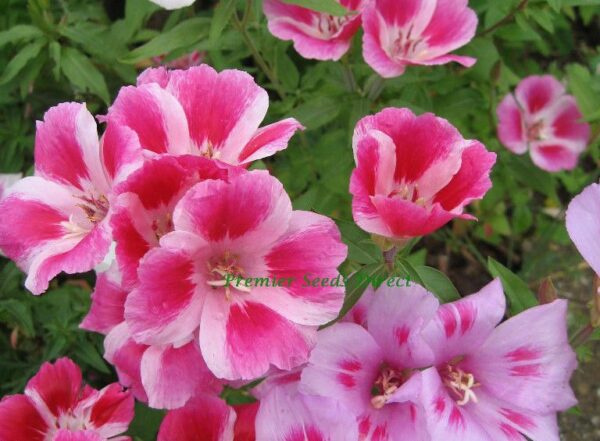 Godetia Dwarf Clarkia Amoena