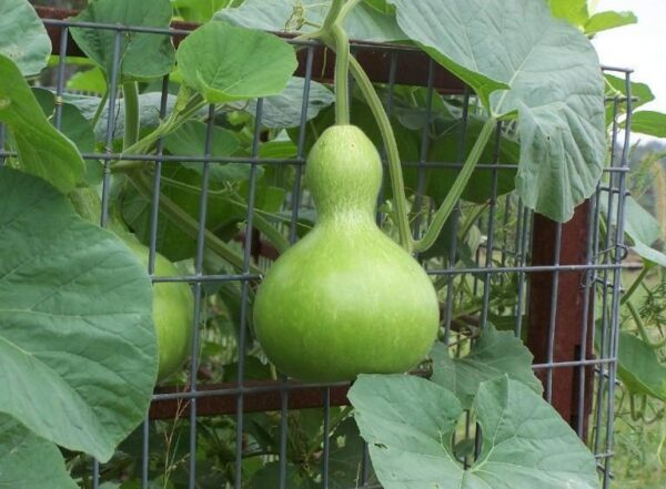 Gourd Birdhouse Plant Seeds