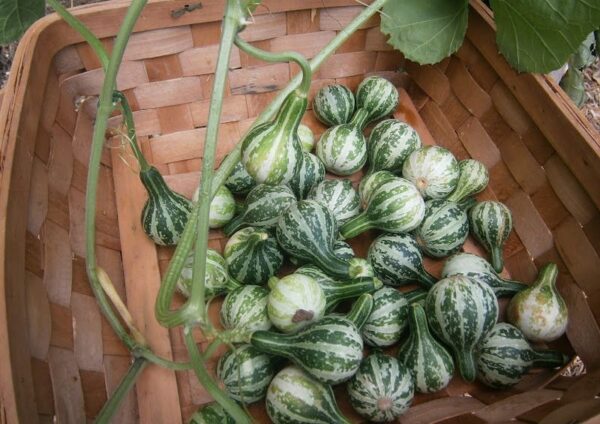 Gourd Dancing Spinning Seeds