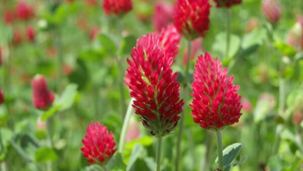 Green Manure Crimson Clover Organic