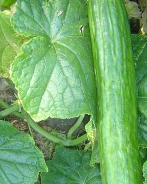 Greenhouse Cucumber Telegraph