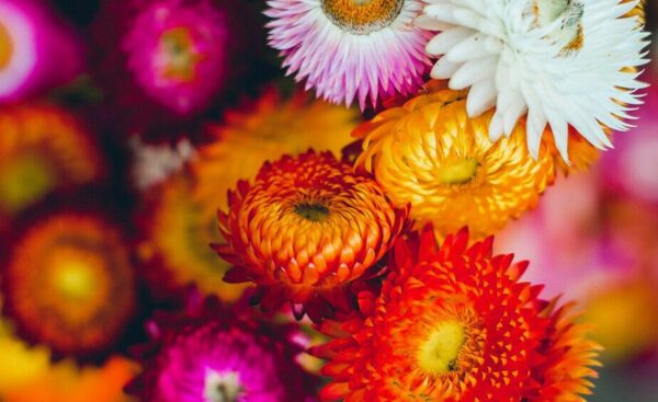 HELICHRYSUM STRAW FLOWER SWISS GIANT MIX