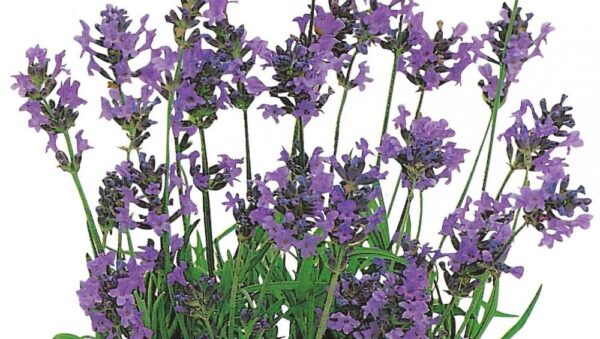 HERB LAVENDER ITALIAN SEEDS PICTORIAL PACKET