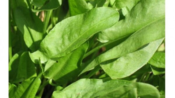 HERB SORREL RUMEX ACETOSA