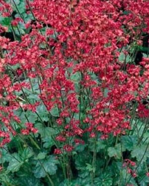 HEUCHERA SANGUINEA – CORAL BELLS FIREFLY