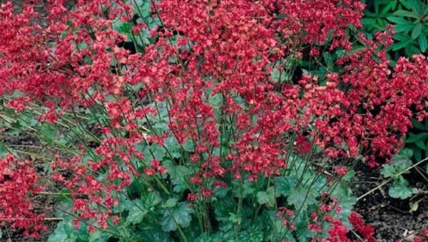 HEUCHERA SANGUINEA – CORAL BELLS FIREFLY