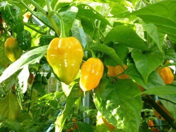 HOT CHILLI PEPPER HABANERO YELLOW (ORGANIC)