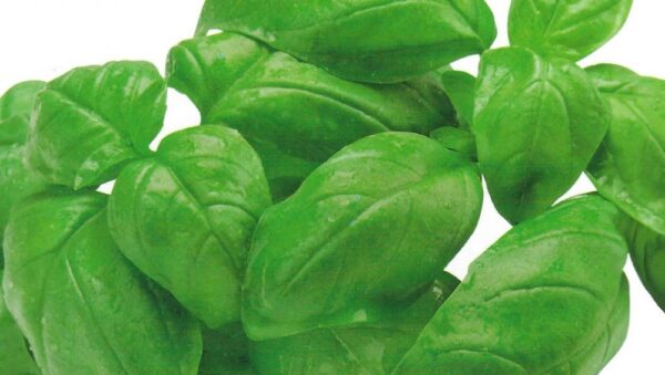 HPP HERB BASIL GENOVESE